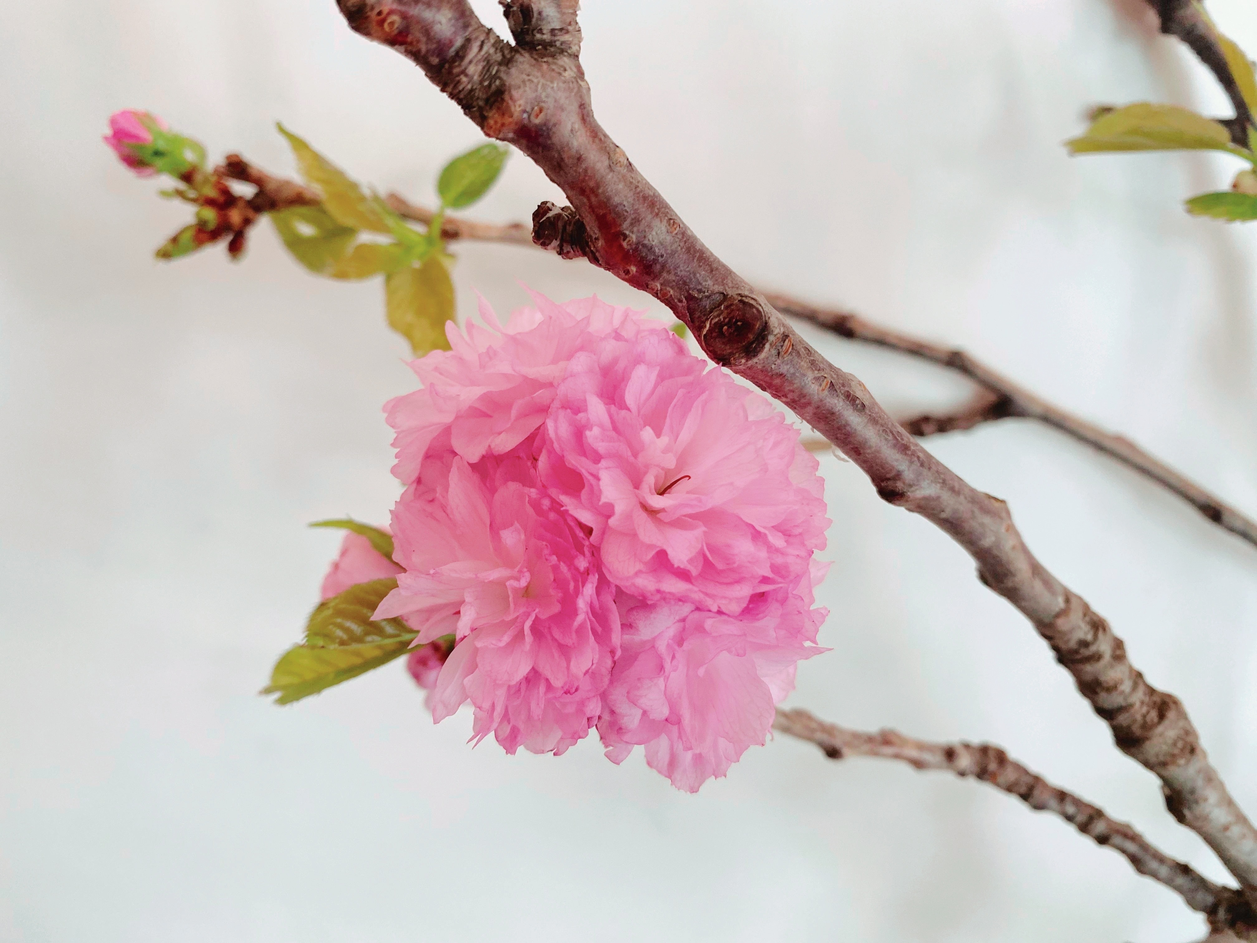 Sakura (Cherry Blossom), Fresh Cut, Flamingo Pink 80-120cm (3 Stems/Pack)