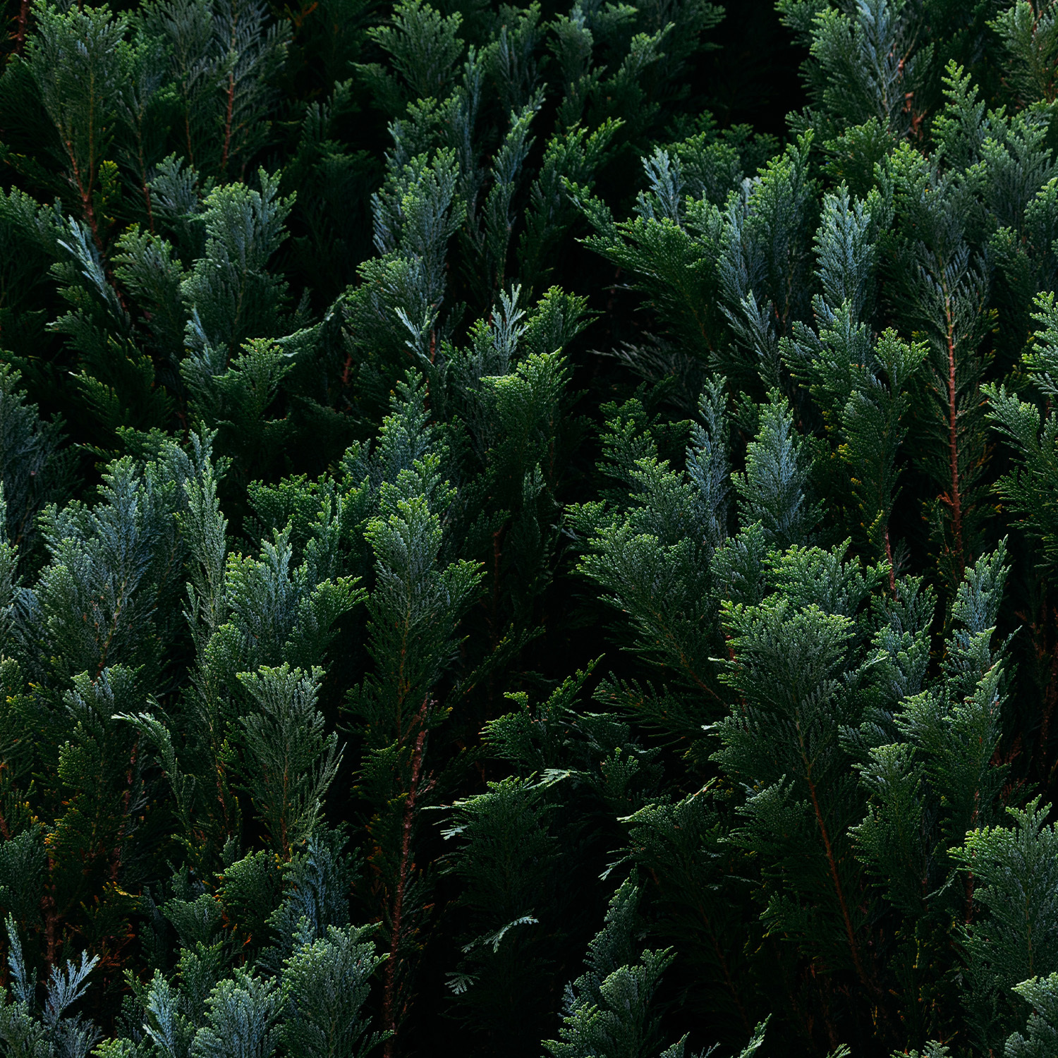 日光森林盛鹽禮盒