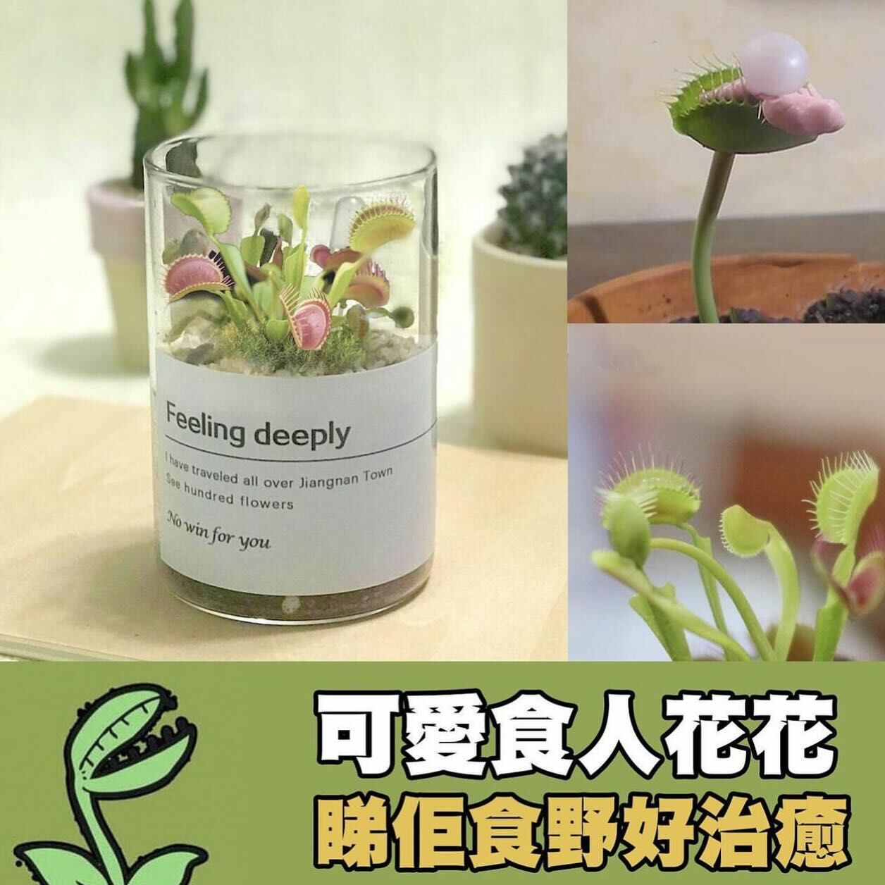 食人花玻璃盆景