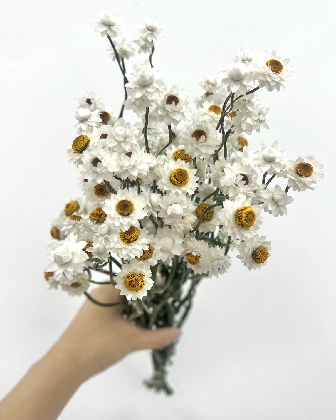 新鮮乾燥洋甘菊