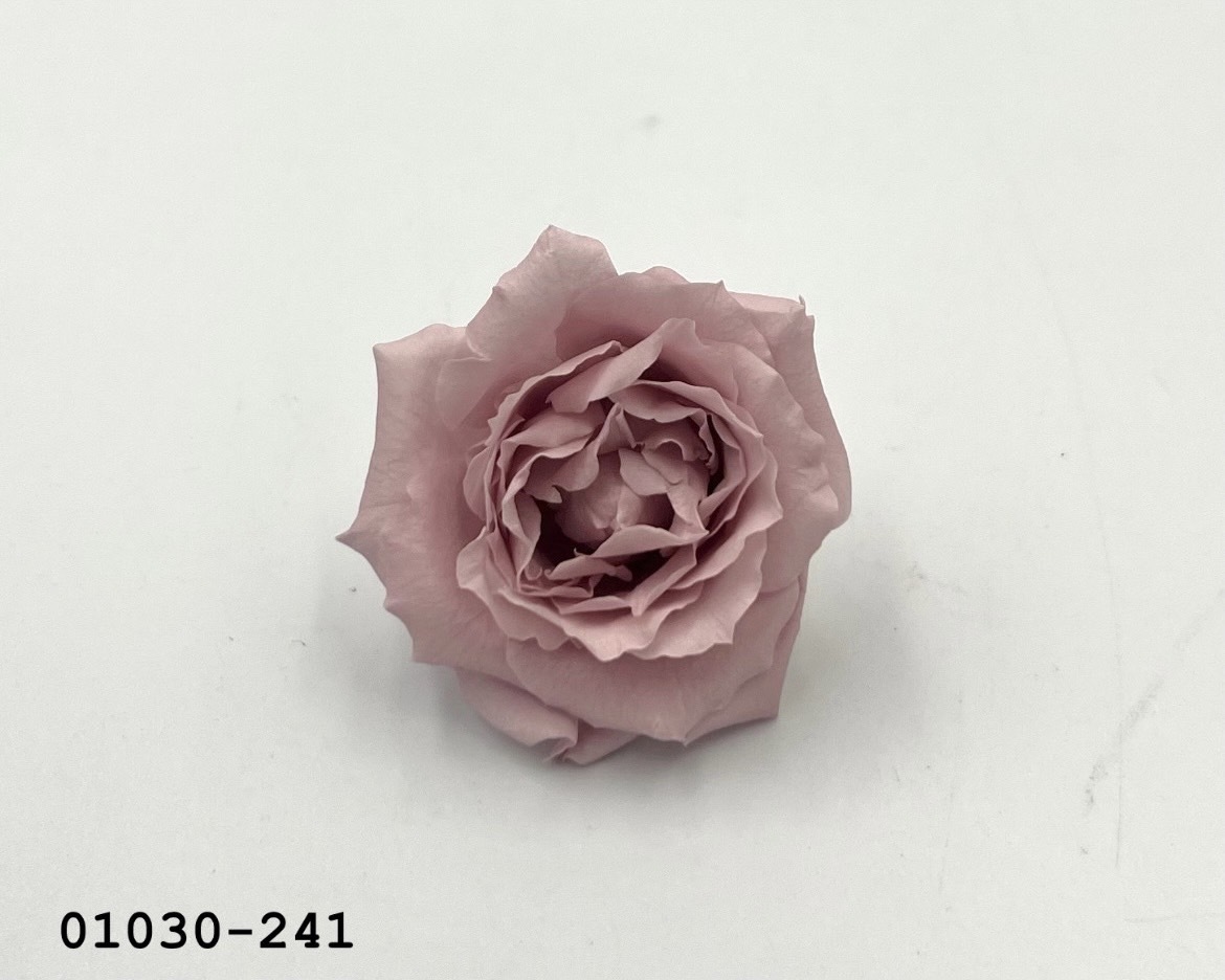 日本不凋馬加利卡玫瑰(6朵) 01030-241