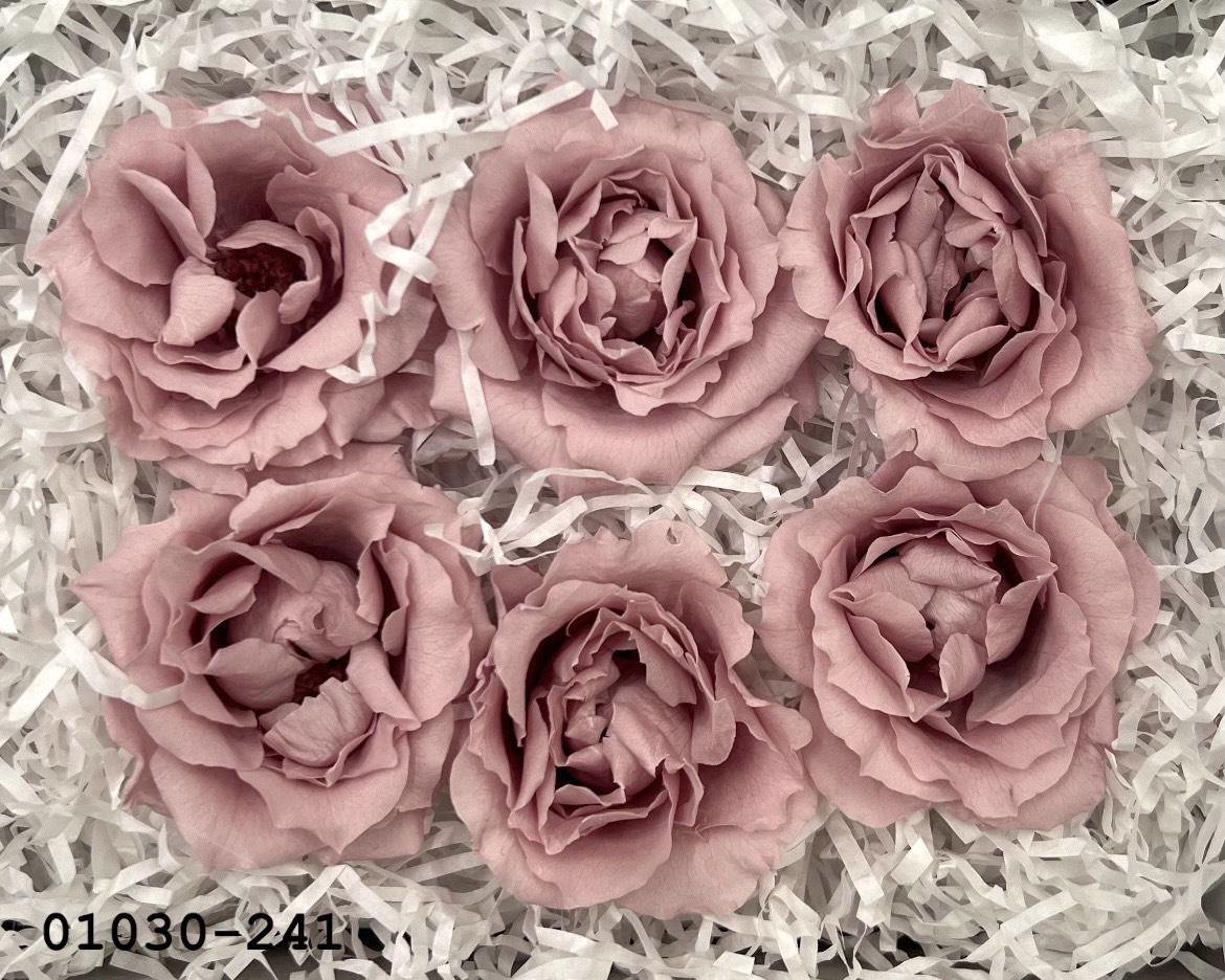 日本不凋馬加利卡玫瑰(6朵) 01030-241