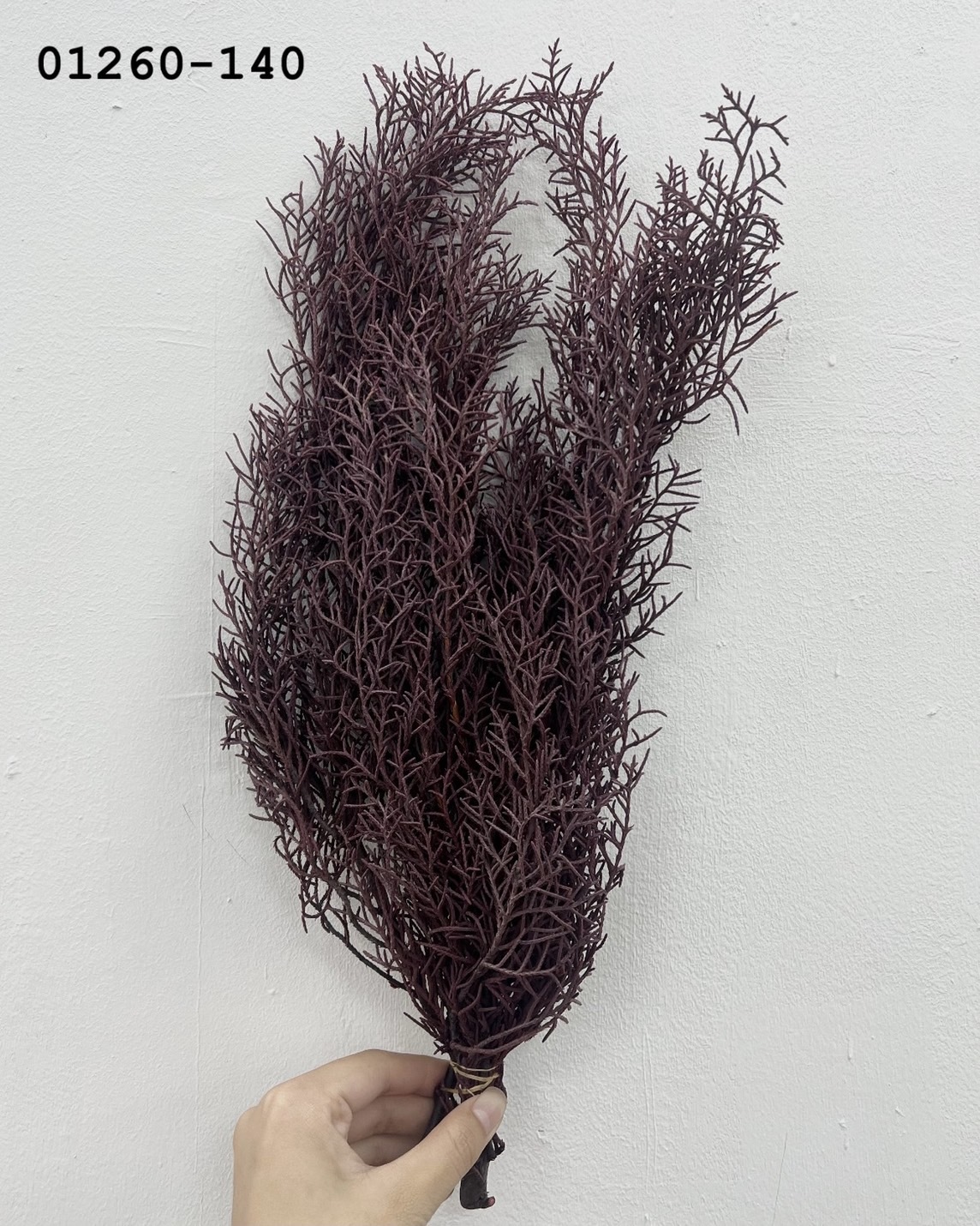 日本不凋藍柏 01260-140