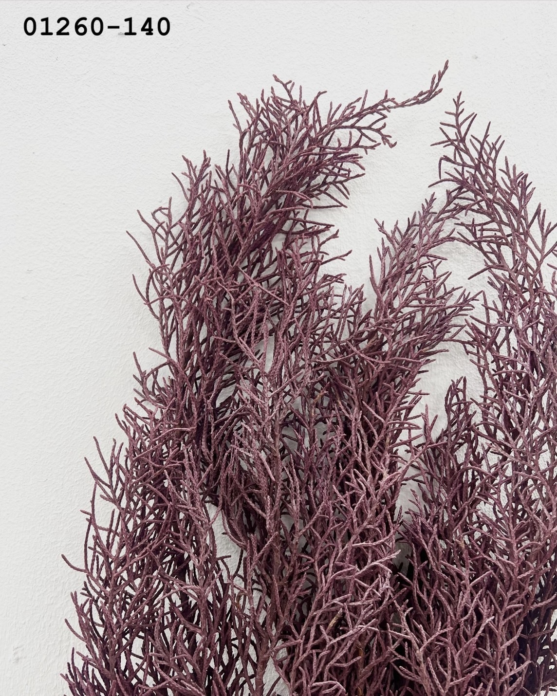 日本不凋藍柏 01260-140