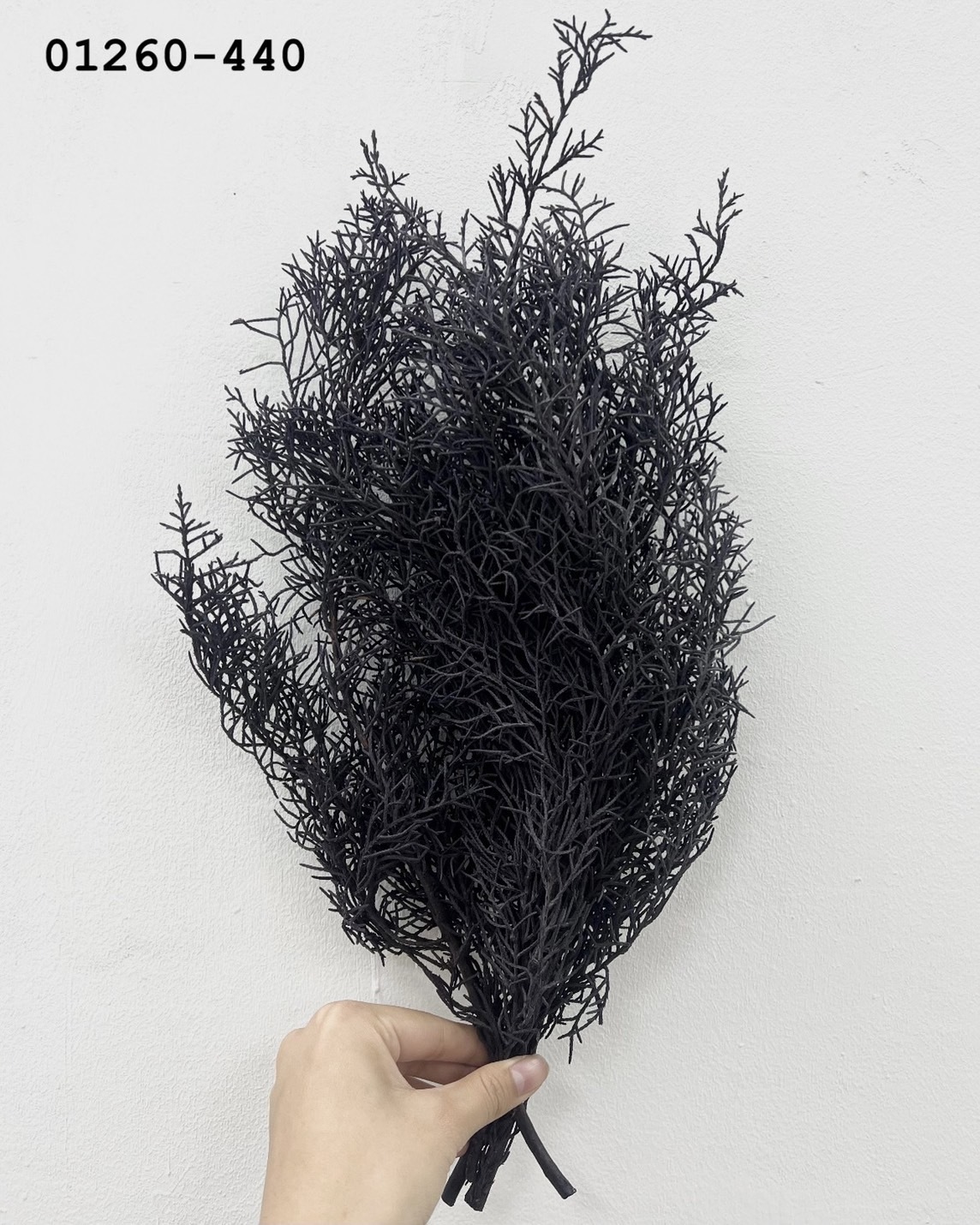 日本不凋藍柏 01260-440