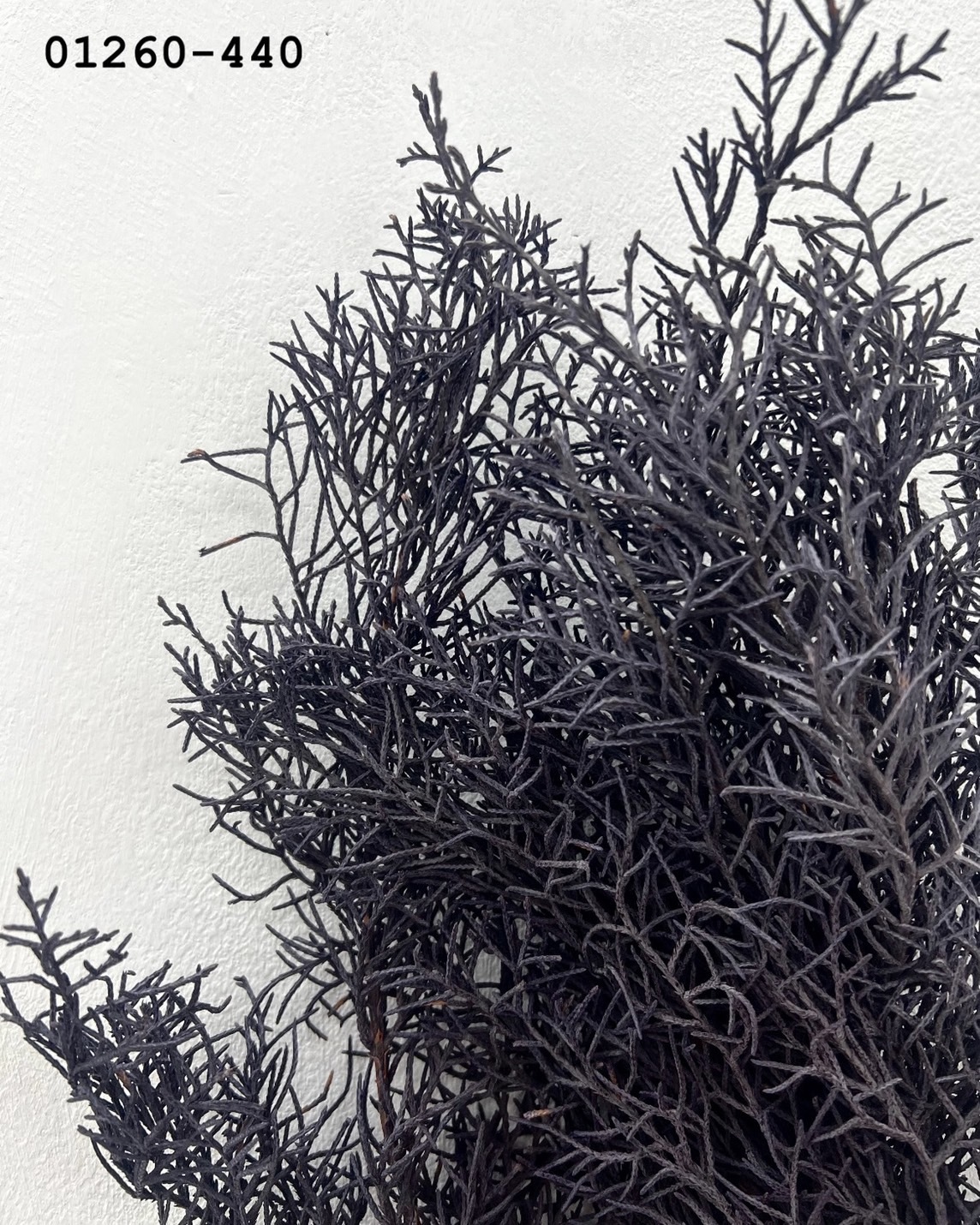日本不凋藍柏 01260-440