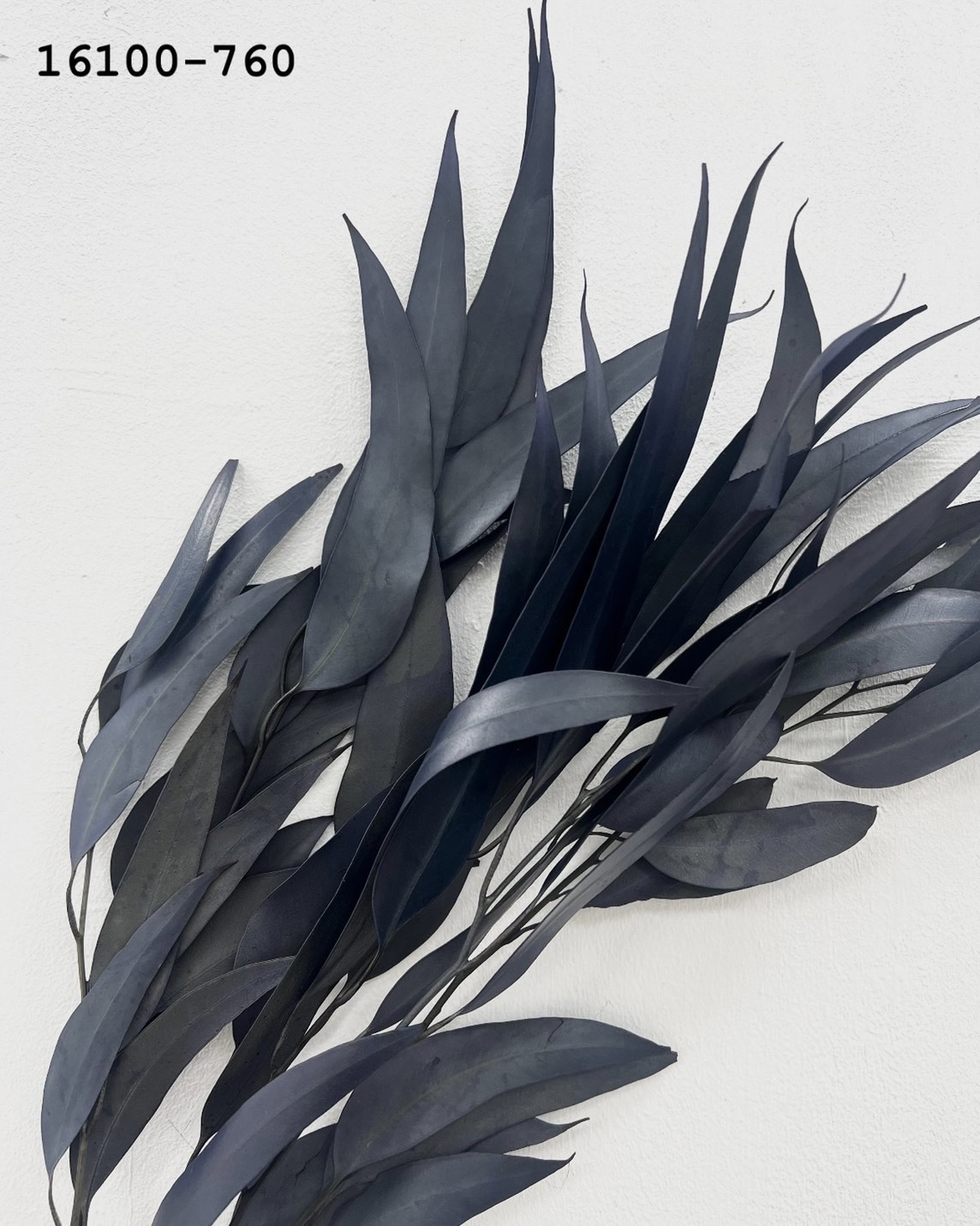 日本乾燥柳葉尤加利 16100-760