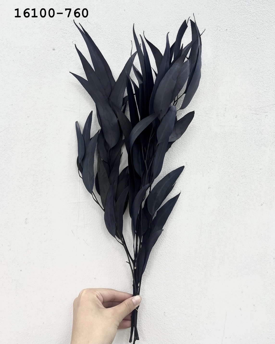 日本乾燥柳葉尤加利 16100-760