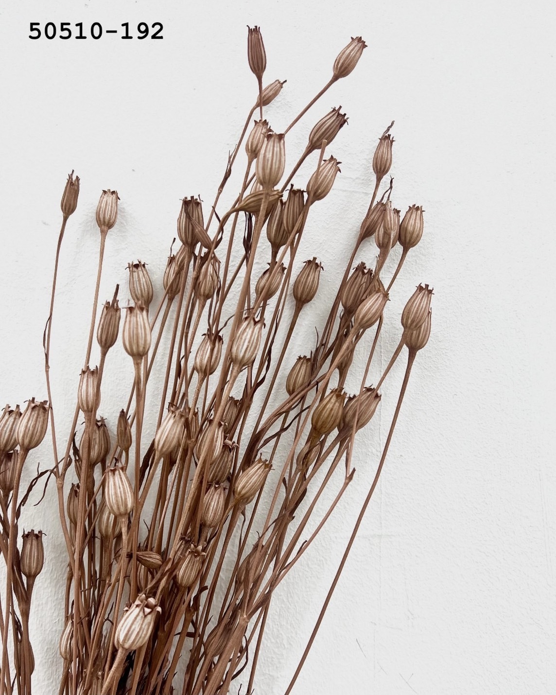 日本乾燥風鈴草 50510-192