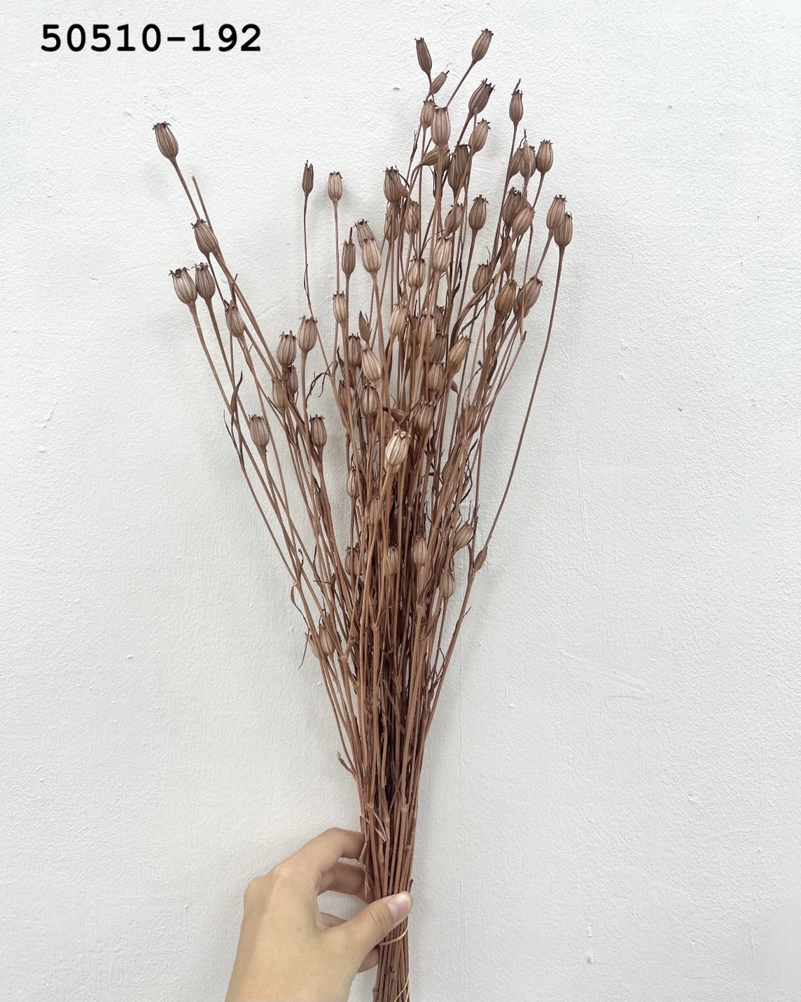 日本乾燥風鈴草 50510-192