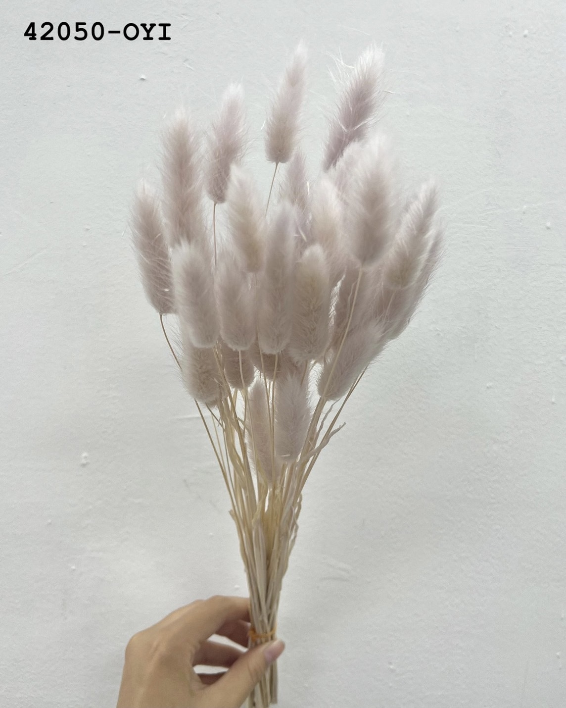 日本乾燥兔尾草 42050-0YI