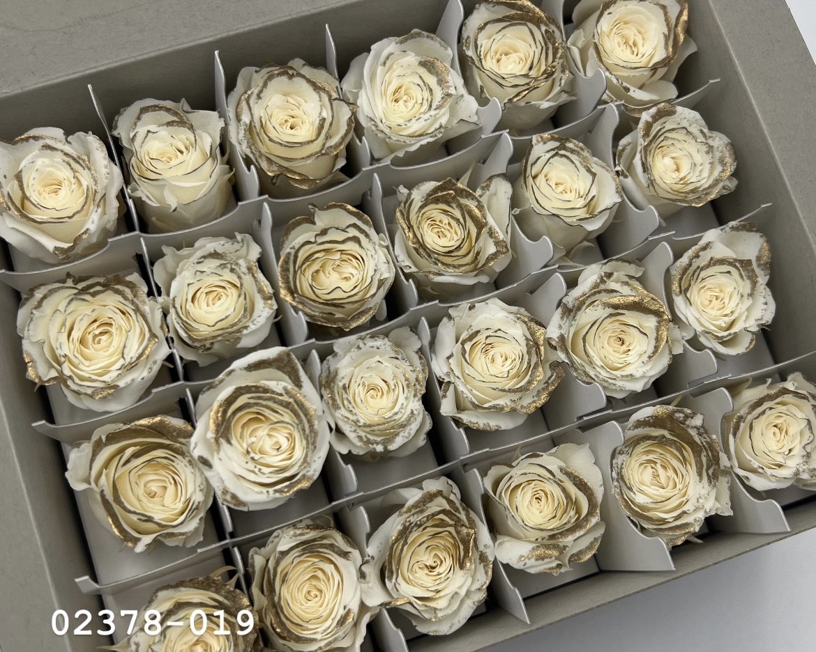 日本不凋迷你玫瑰(鑲金)  02378-019