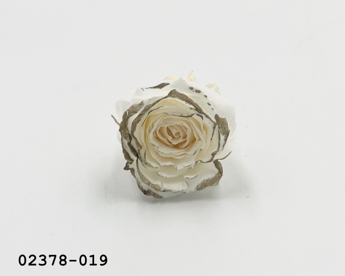 日本不凋迷你玫瑰(鑲金)  02378-019