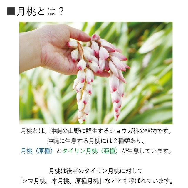 木露 タイリン月桃（台林月桃）精油