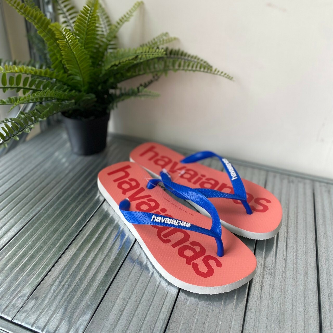 Havaianas 哈瓦仕 夾腳拖 大logo 粉藍 Top Logomania 4145741-0001U