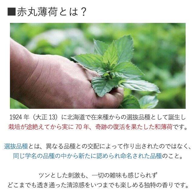 木露 赤丸薄荷精油