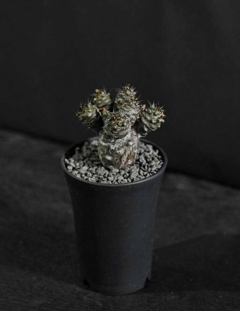 灰白木質紋瓶幹大㦸  Euphorbia pachypodioides