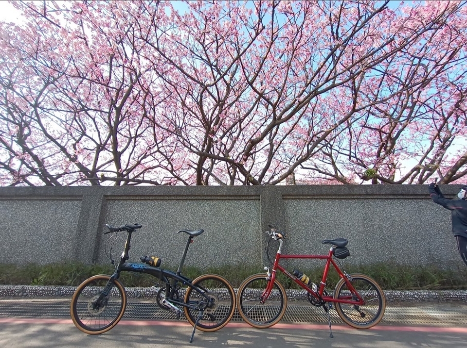 陽明山國家公園的賞櫻季在每年的二月左右，花季期間有山櫻花與杜鵑花盛放，是北部最熱門的賞櫻地點。