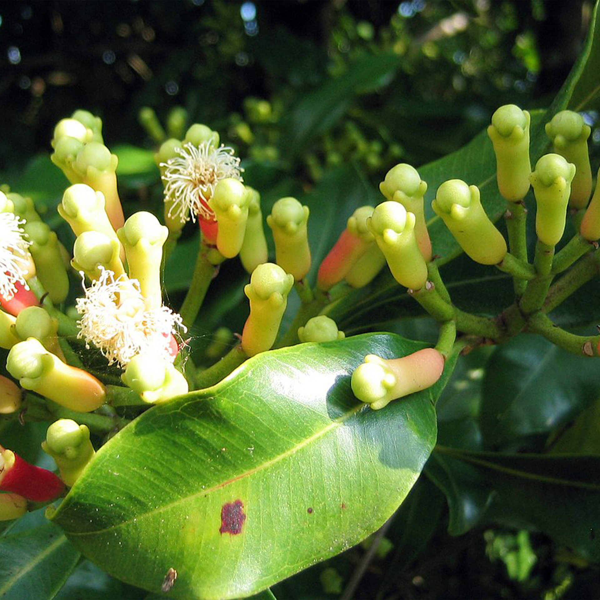 丁香精油, 桃金娘科, Eugenia caryophyllata, Syzygium aromaticum, 蒸餾萃取, 振奮沮喪, Eugenol丁香酚, 消化系統, 口腔保養, 抗菌, 香料歷史, 摩鹿加群島, 西元1363年