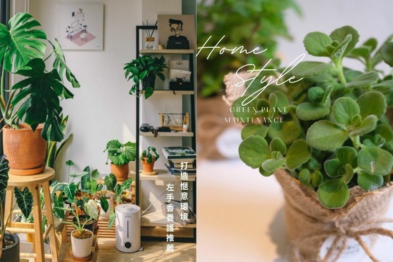 綠植推薦｜左手香養護｜左手香照顧