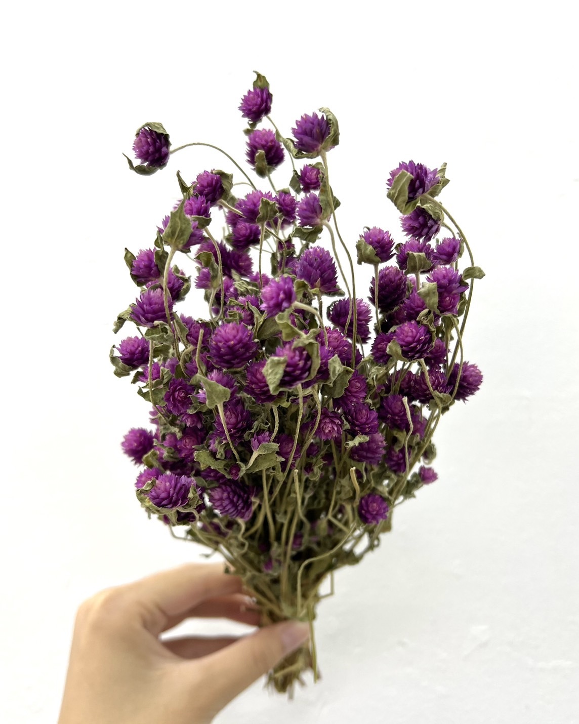 日本乾燥迷你千日紅 DN000173