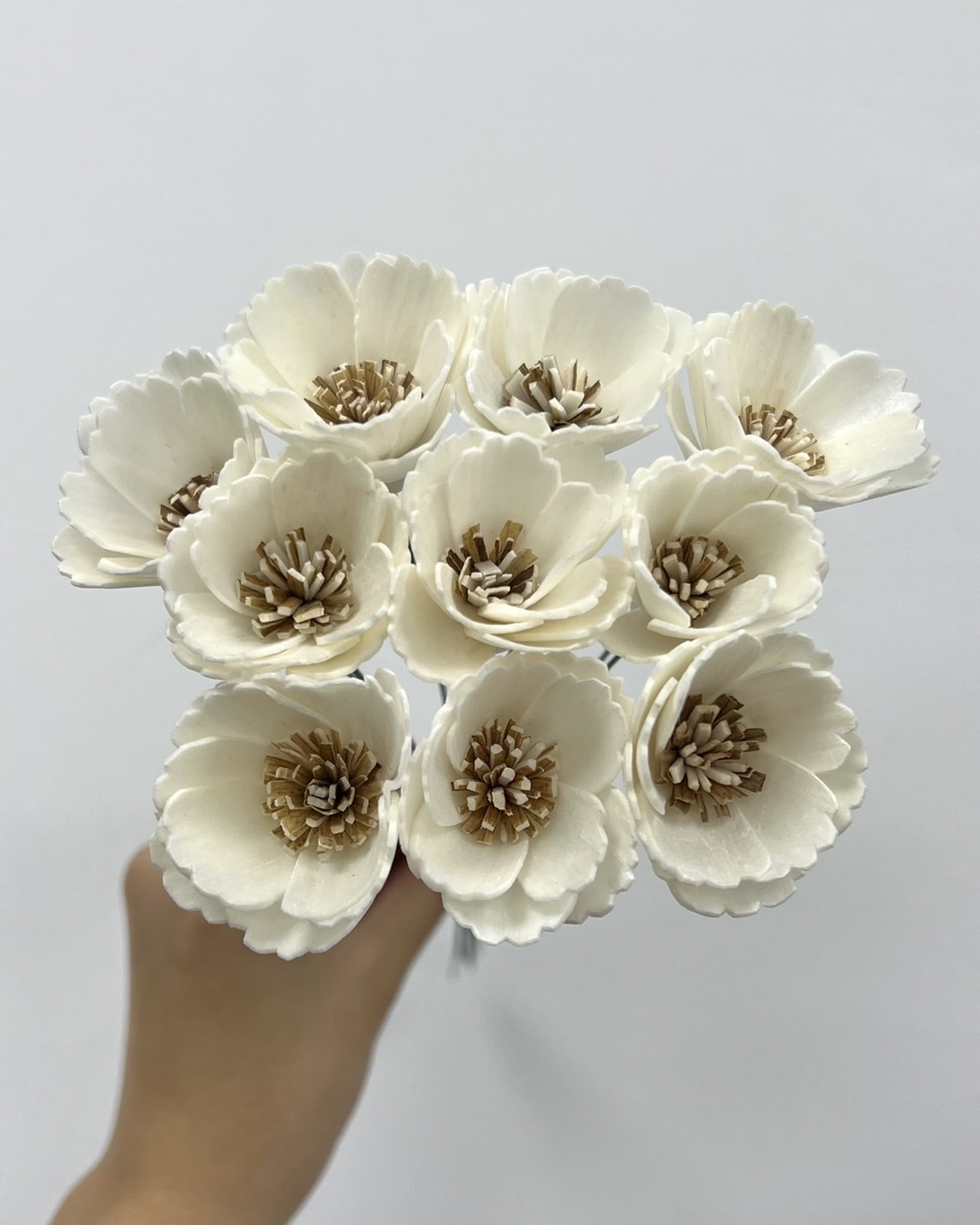泰國索拉 波斯菊 4CM <十支一把> (高品質)