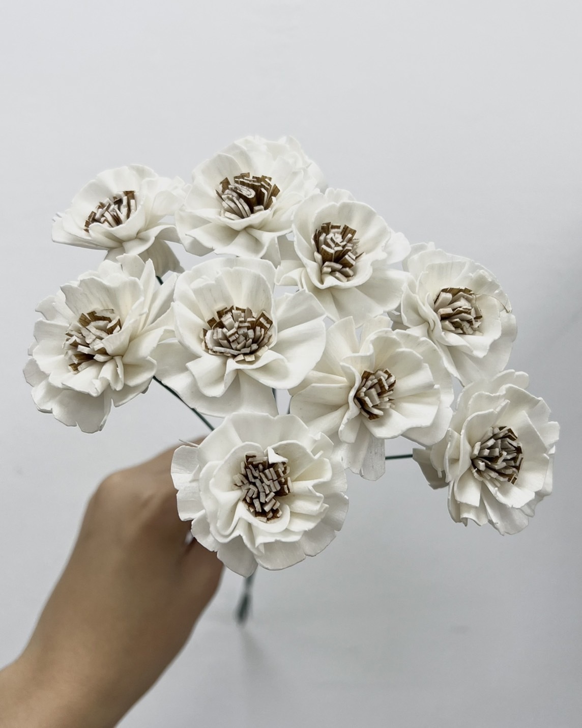 泰國索拉 銀蓮花 4CM <十支一把> (高品質)