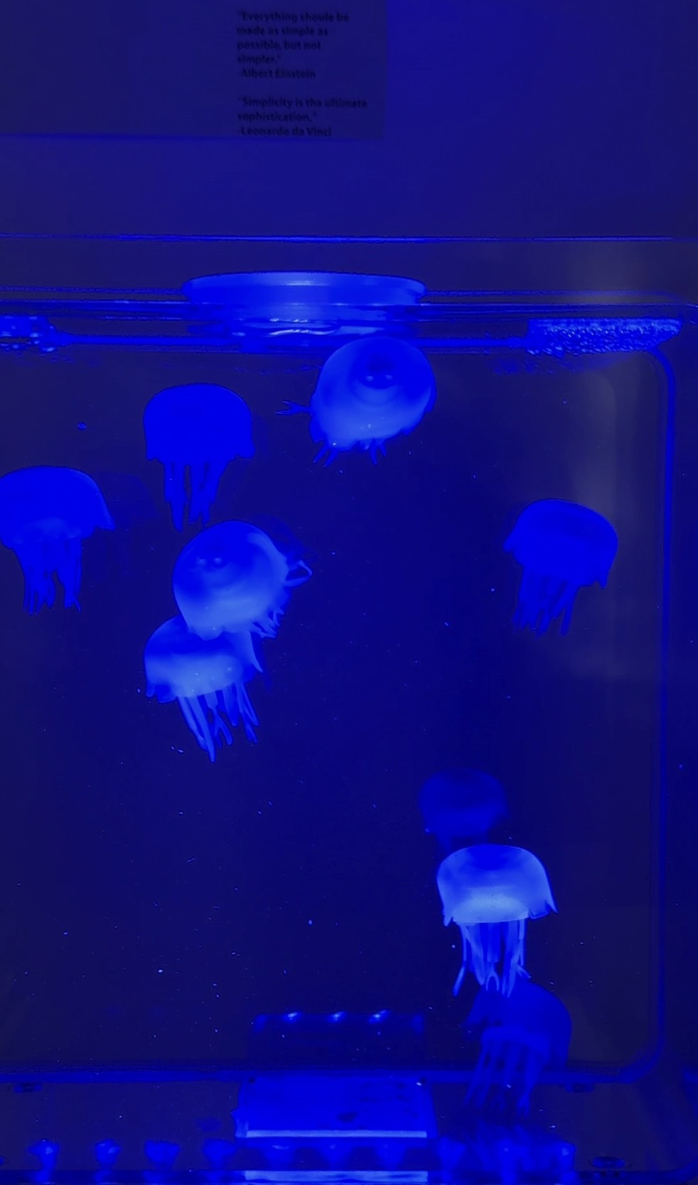 <家居擺設> 仿生水母 展示水族箱 氛圍燈 LED自動變燈 發光水族箱