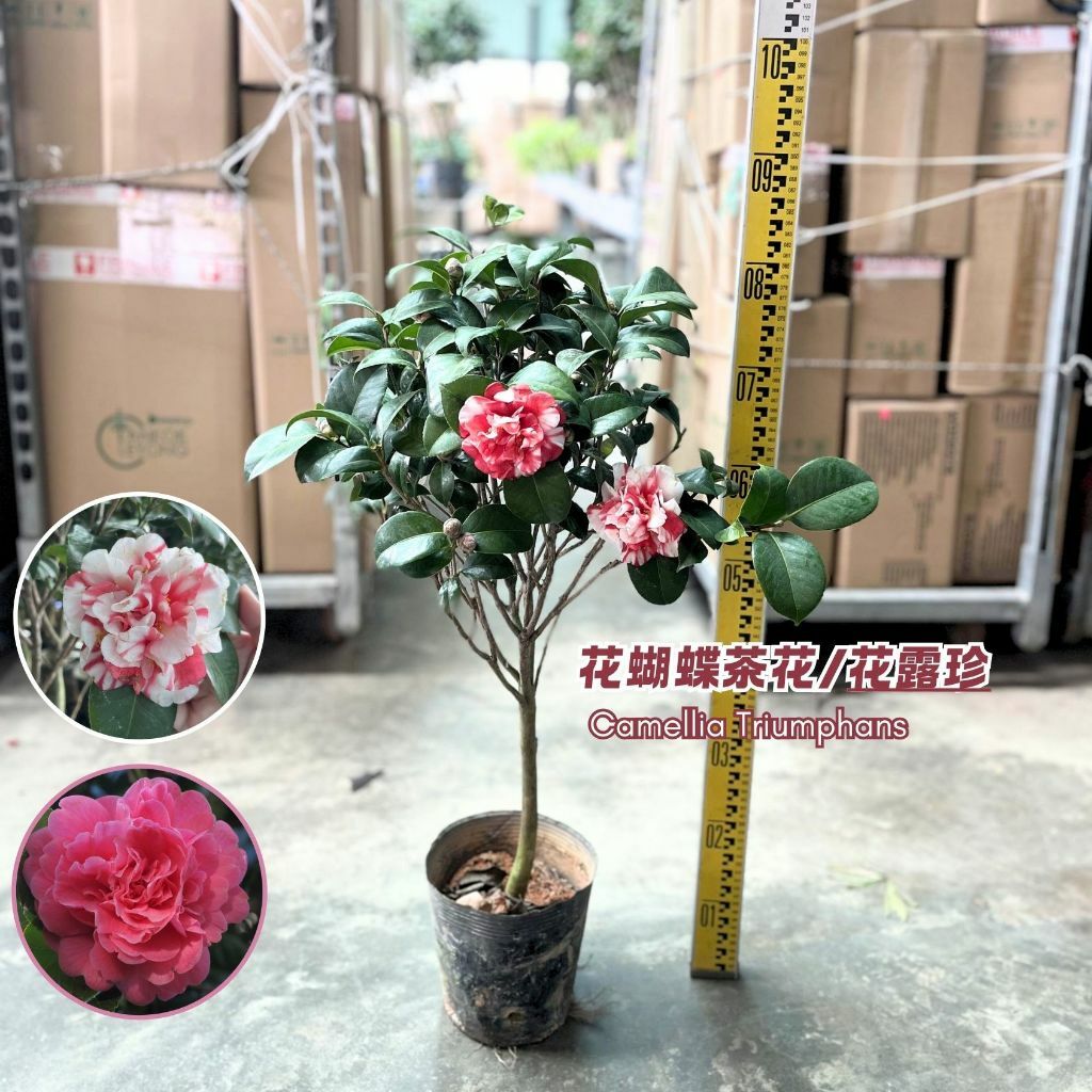 JUST CHILL™ Double Mauve Camellia – Creekside Nursery, Inc