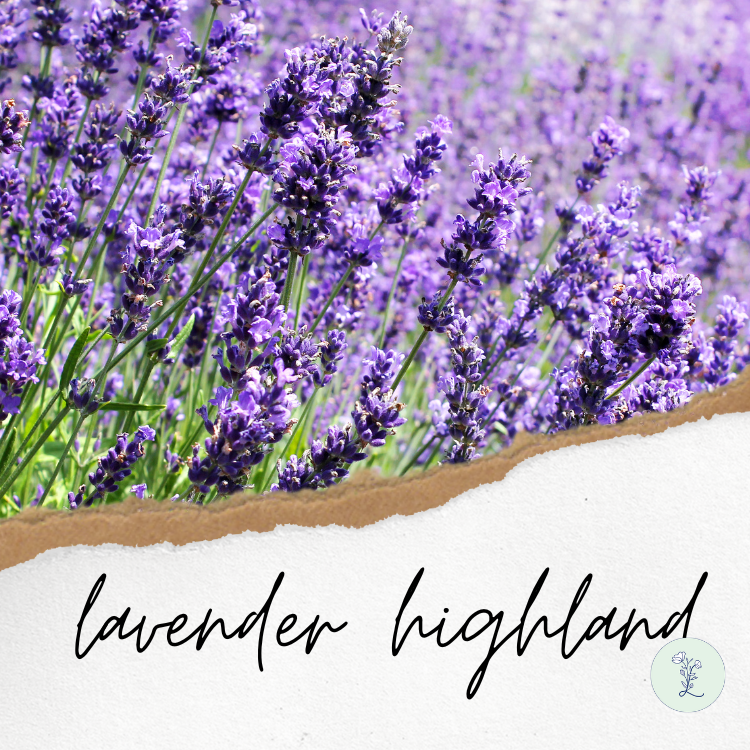 Oshadhi 有機高地薰衣草花水