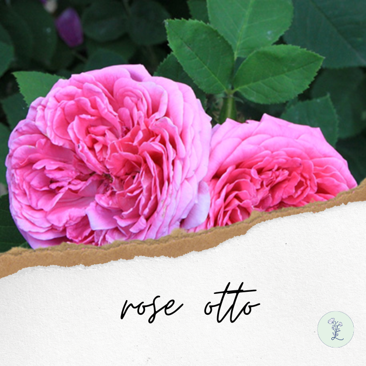 有機大馬士革玫瑰花水