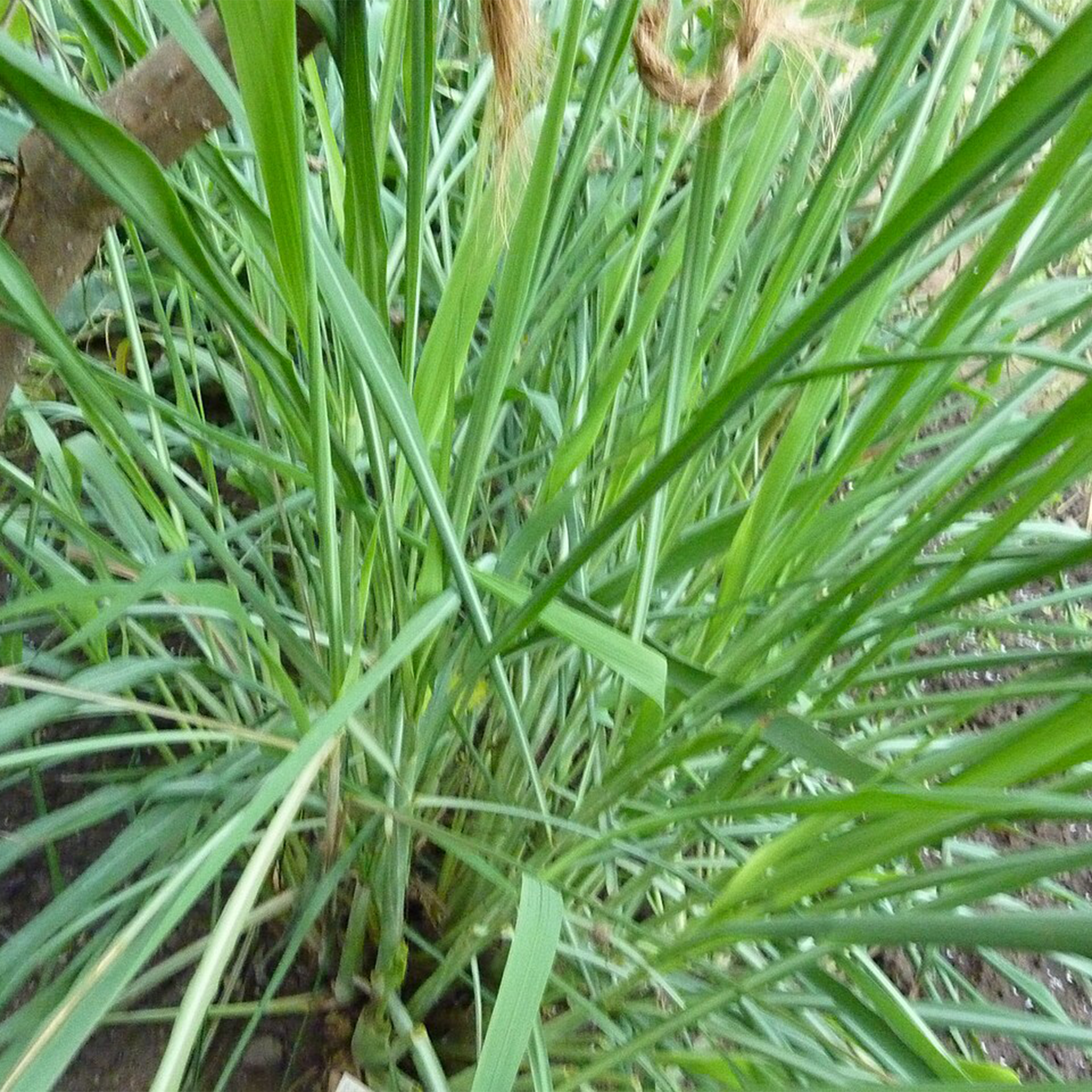 香茅精油, 驅蟲效果, 環境淨化, 自然香氛, Cymbopogon nardus, 生活品質提升, 東南亞香草, 香水原料, 室內擴香, 安全使用指南, 草本療效, 精油調和, 美容護膚, 天然除臭, 嬰幼兒安心, 溫暖草本香, 植物精油,