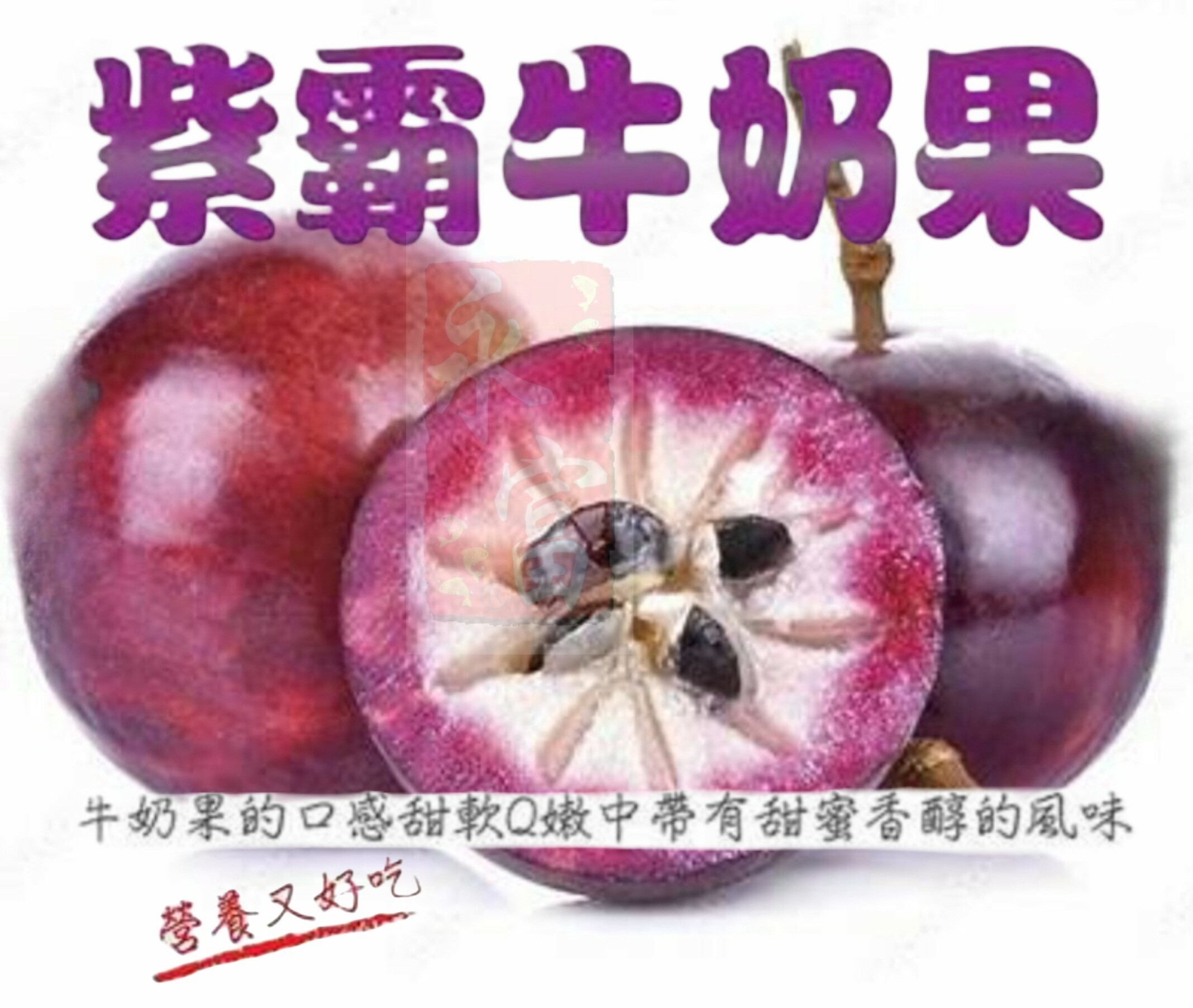 台灣紫鑽牛奶果 (2個)