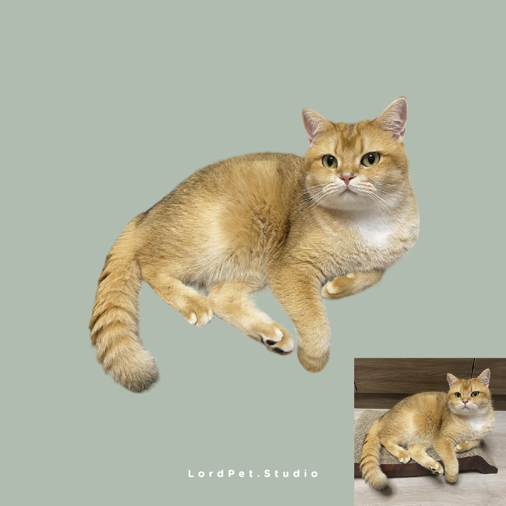 額外寵物全身 (相片)