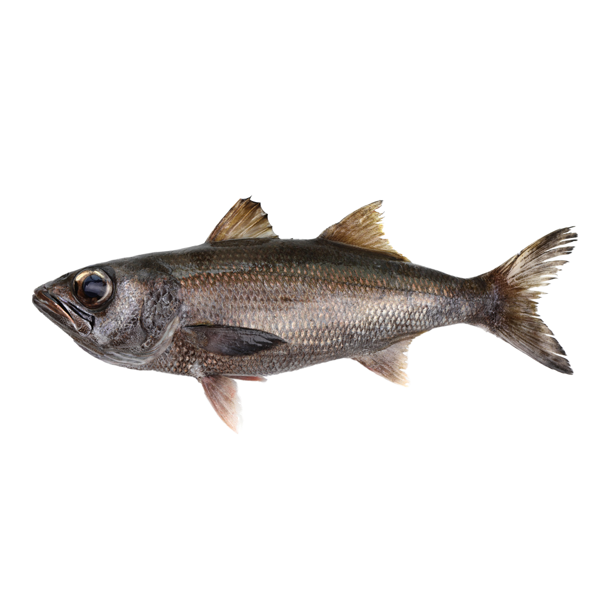 原條鮮魚-黑鯥(約1kg)