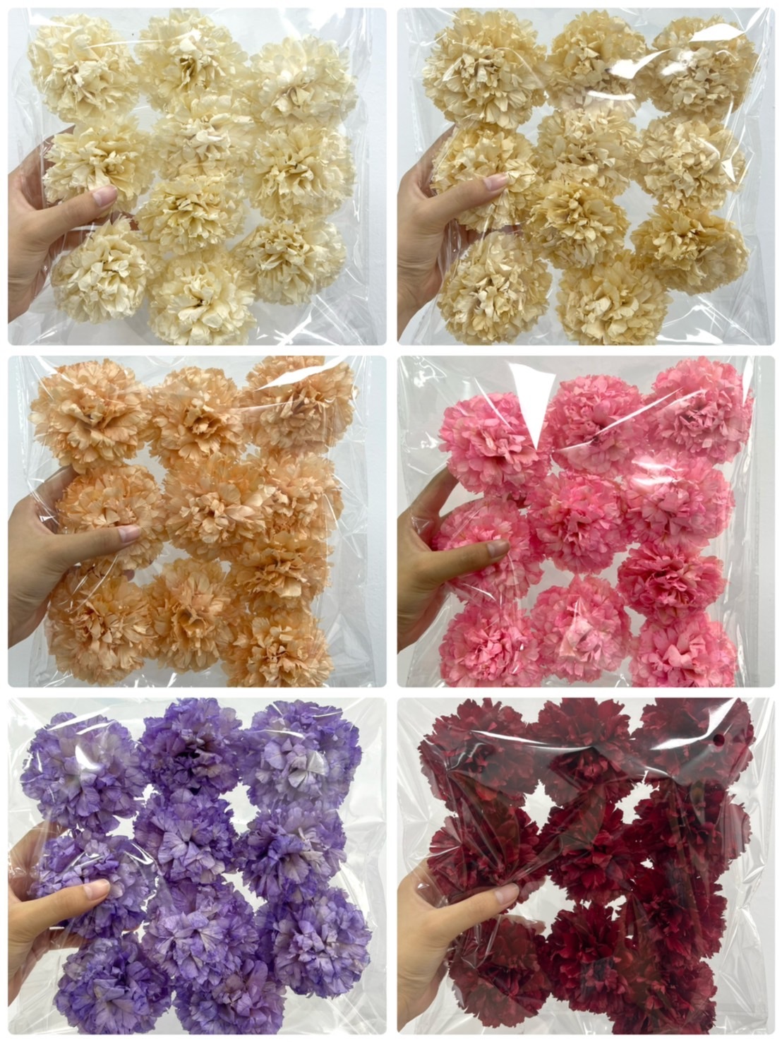 羽葉康乃馨10朵裝