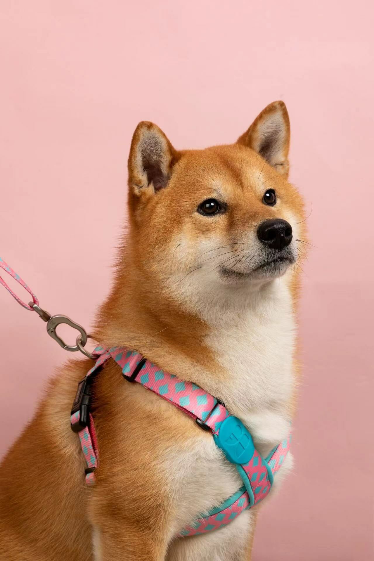 繽紛PRO-X戰甲胸背帶