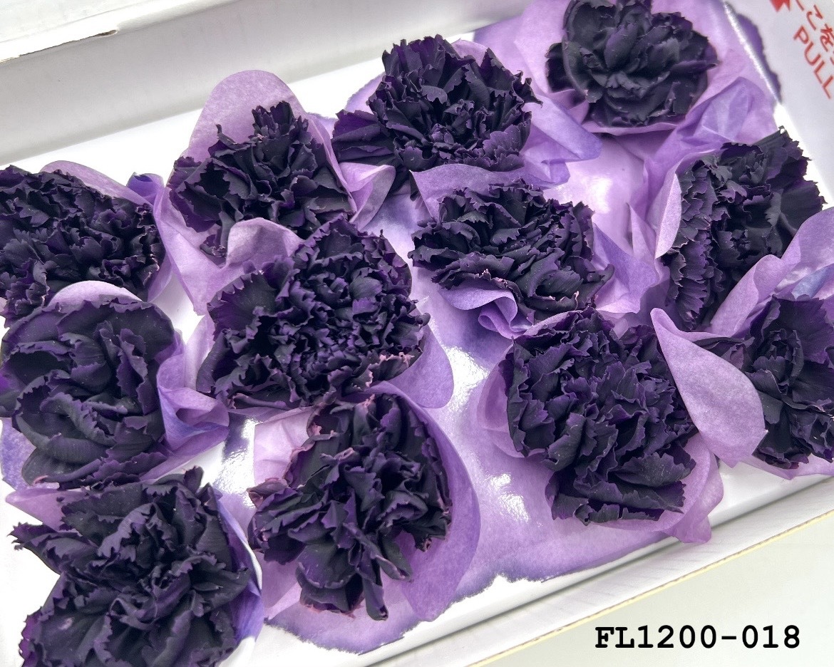 日本不凋小輪康乃馨 (12朵) FL1200-018