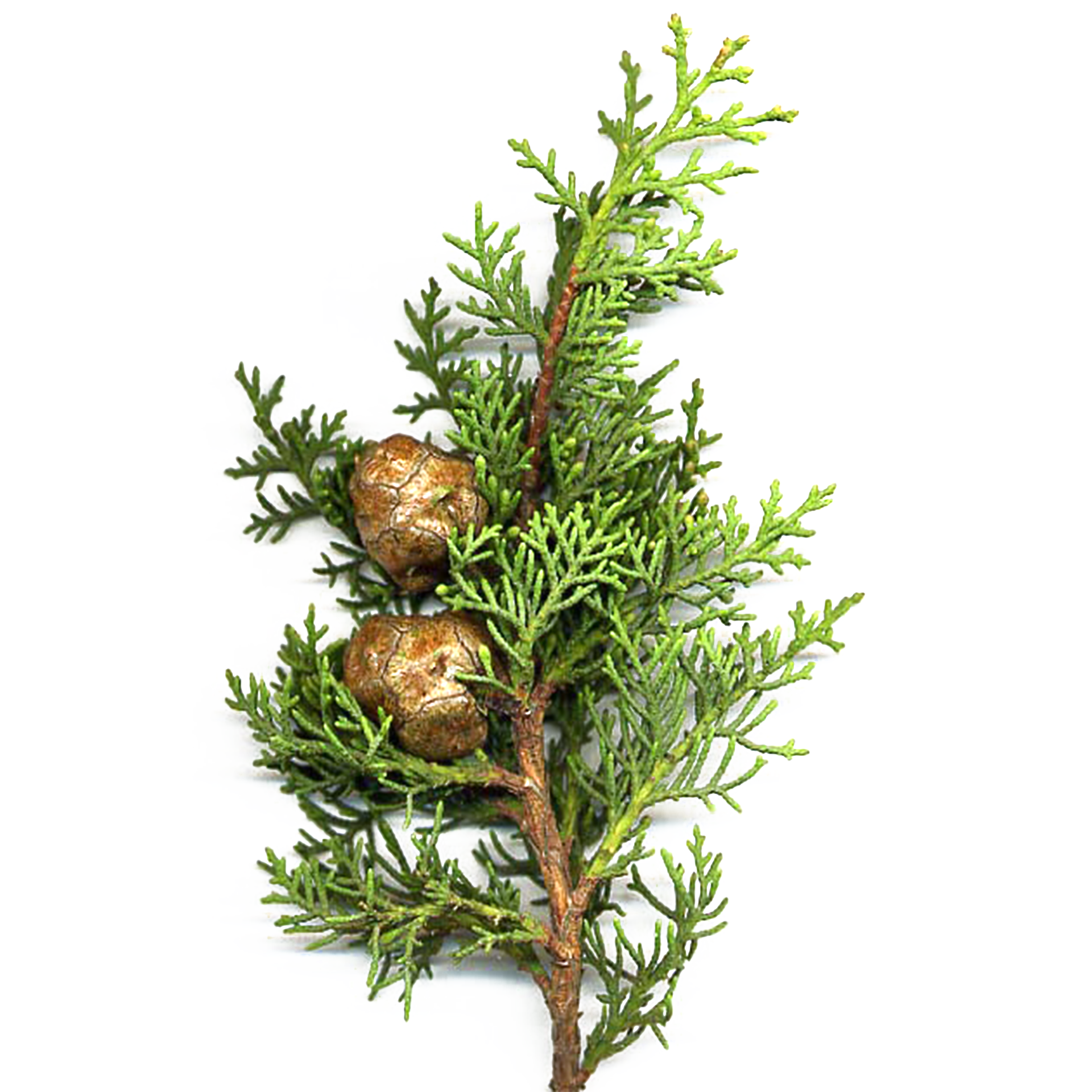 地中海柏木精油, 柏樹精油, 絲柏精油, 義大利柏精油, 鉛筆柏精油, 杯狀柏科, Cupressus Sempervirens, 芳療, 皮膚護理, 身心放鬆, 大自然氛圍, 清新健康, 家庭和樂, 環境淨化, 心靈淨化, 肌膚收斂, 氣味清新