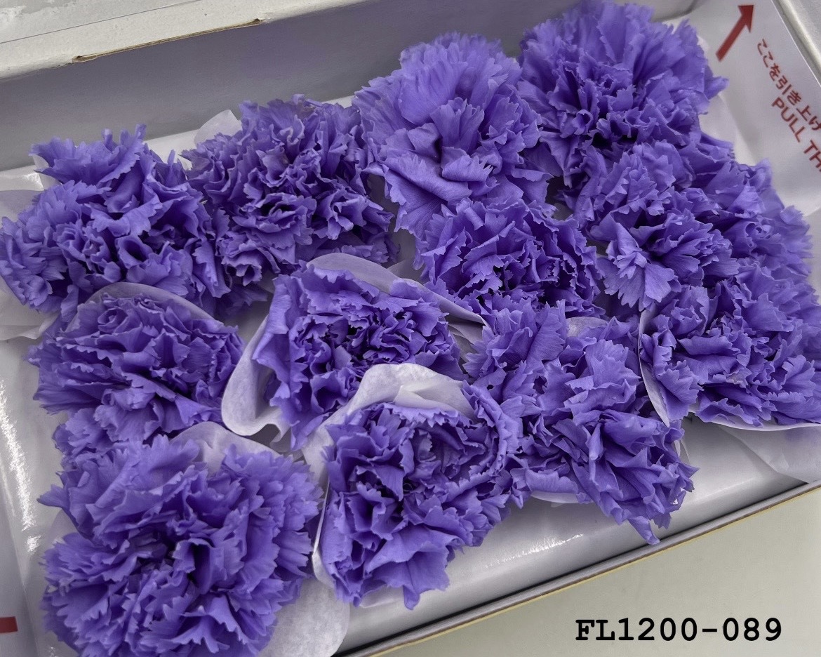 日本不凋小輪康乃馨 (12朵) FL1200-089