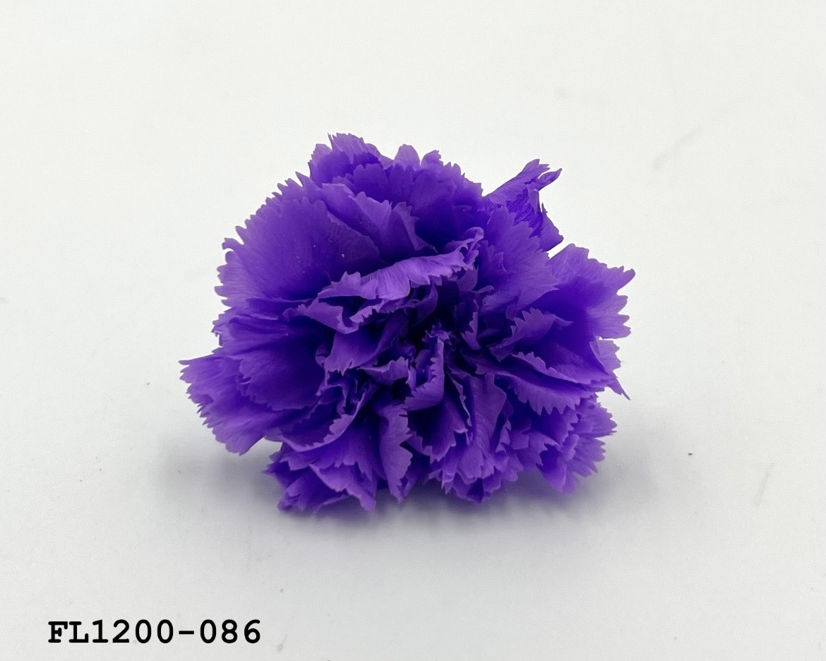 日本不凋小輪康乃馨 (12朵) FL1200-086