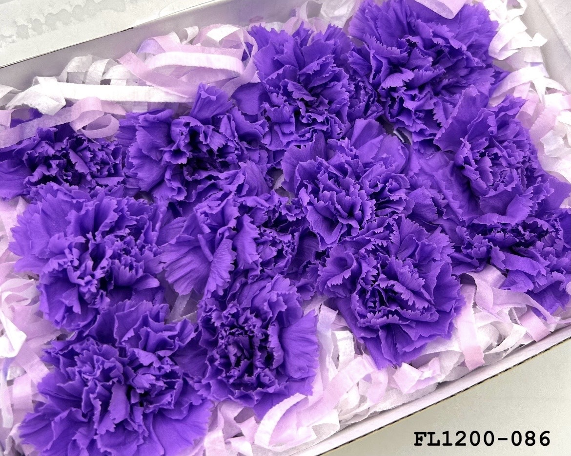 日本不凋小輪康乃馨 (12朵) FL1200-086