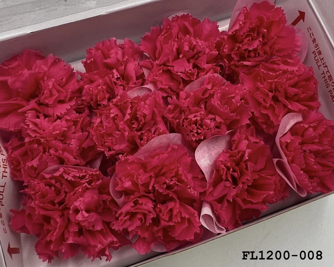 日本不凋小輪康乃馨 (12朵) FL1200-008