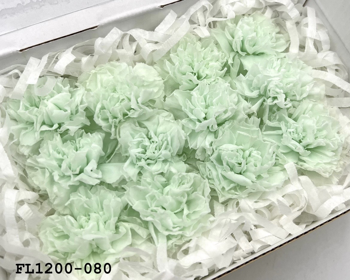 日本不凋小輪康乃馨 (12朵) FL1200-080