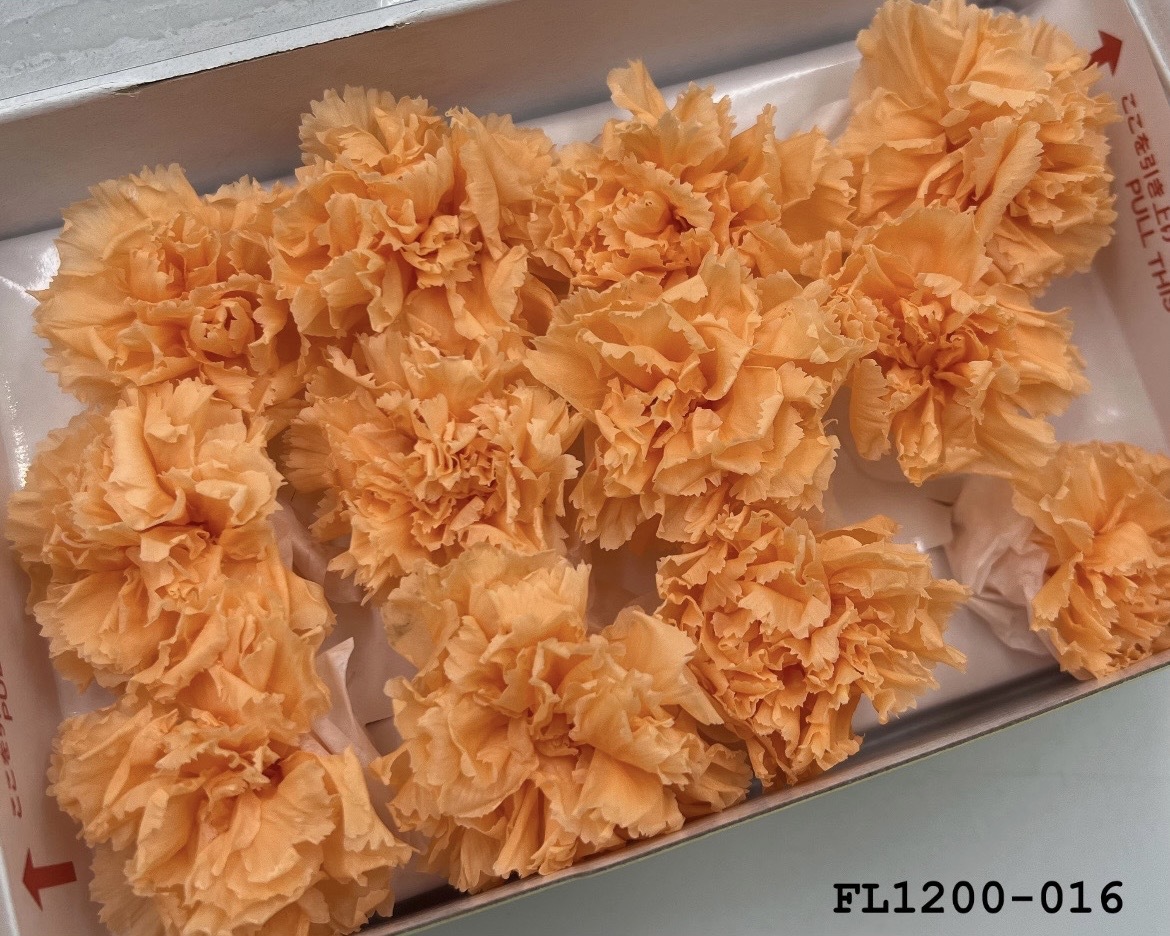 日本不凋小輪康乃馨 (12朵) FL1200-016