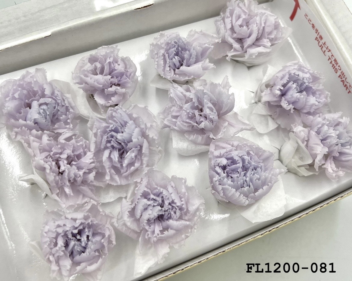 日本不凋小輪康乃馨 (12朵) FL1200-081