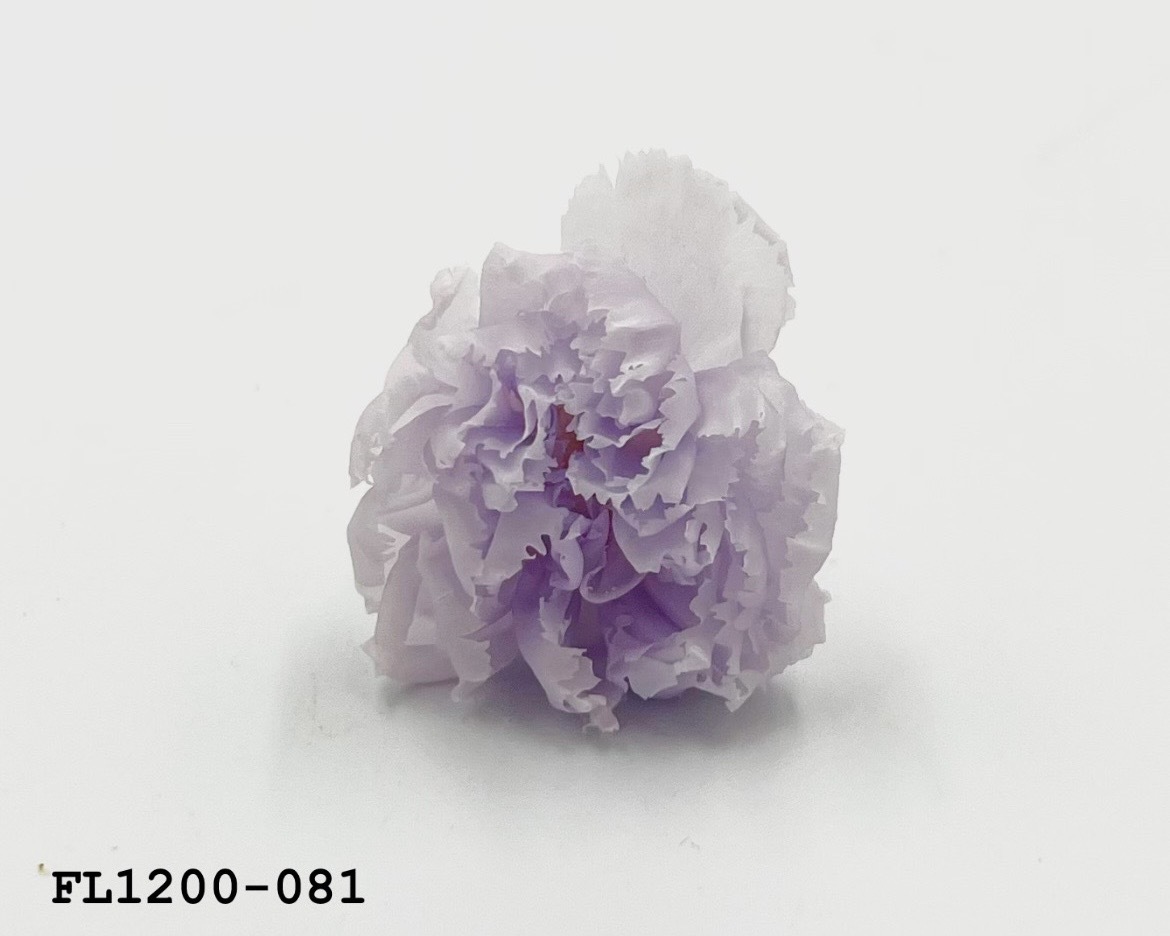 日本不凋小輪康乃馨 (12朵) FL1200-081