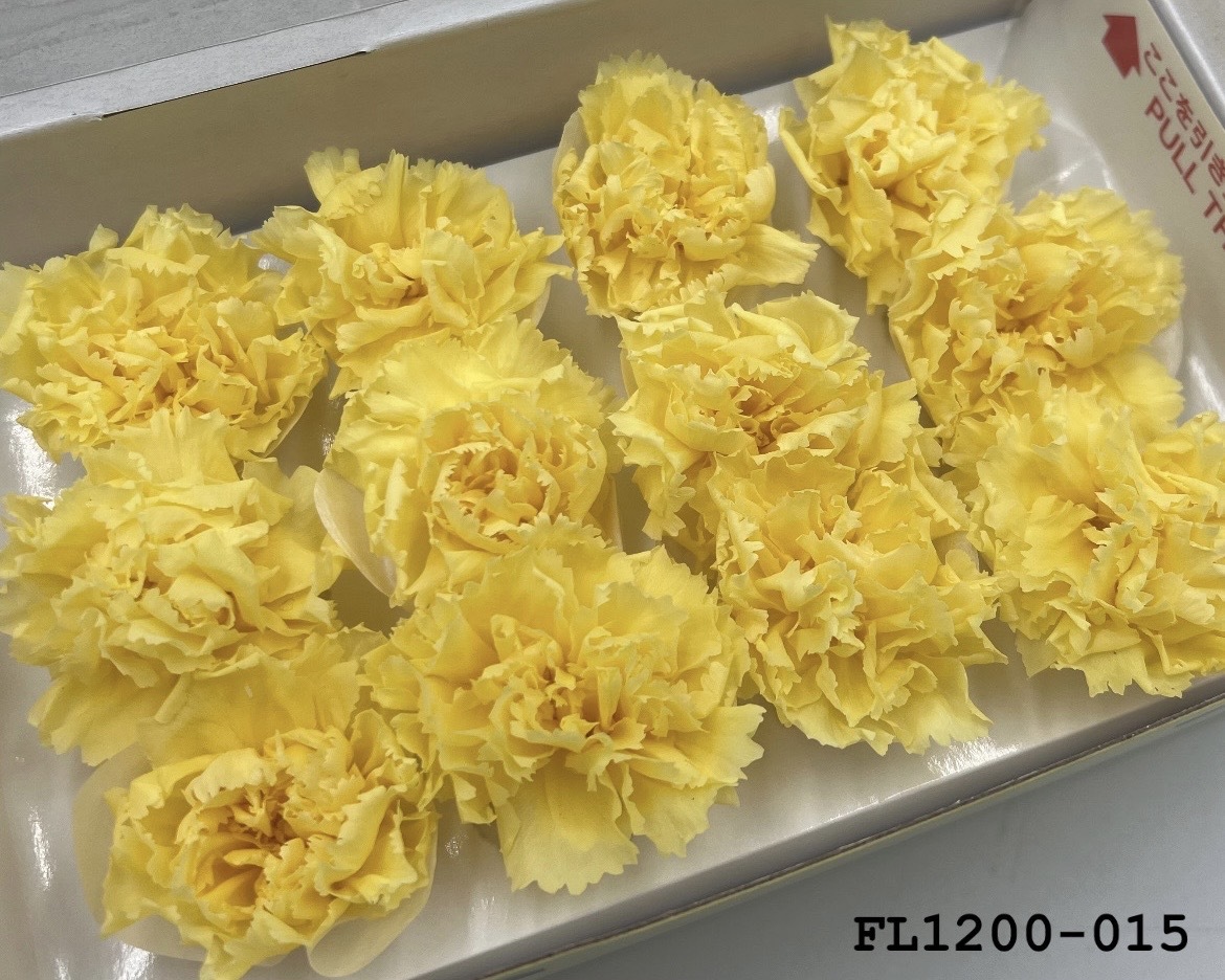 日本不凋小輪康乃馨 (12朵) FL1200-015