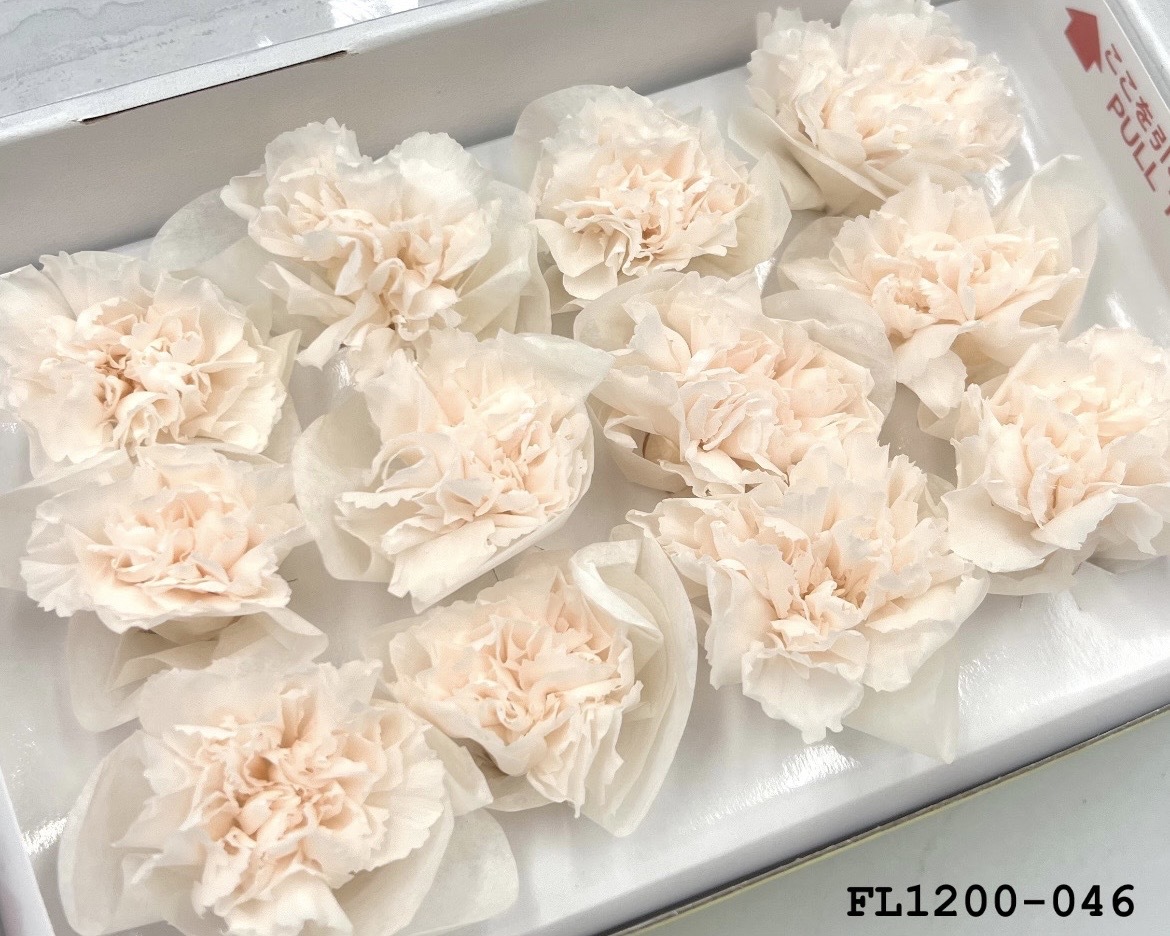 日本不凋小輪康乃馨 (12朵) FL1200-046