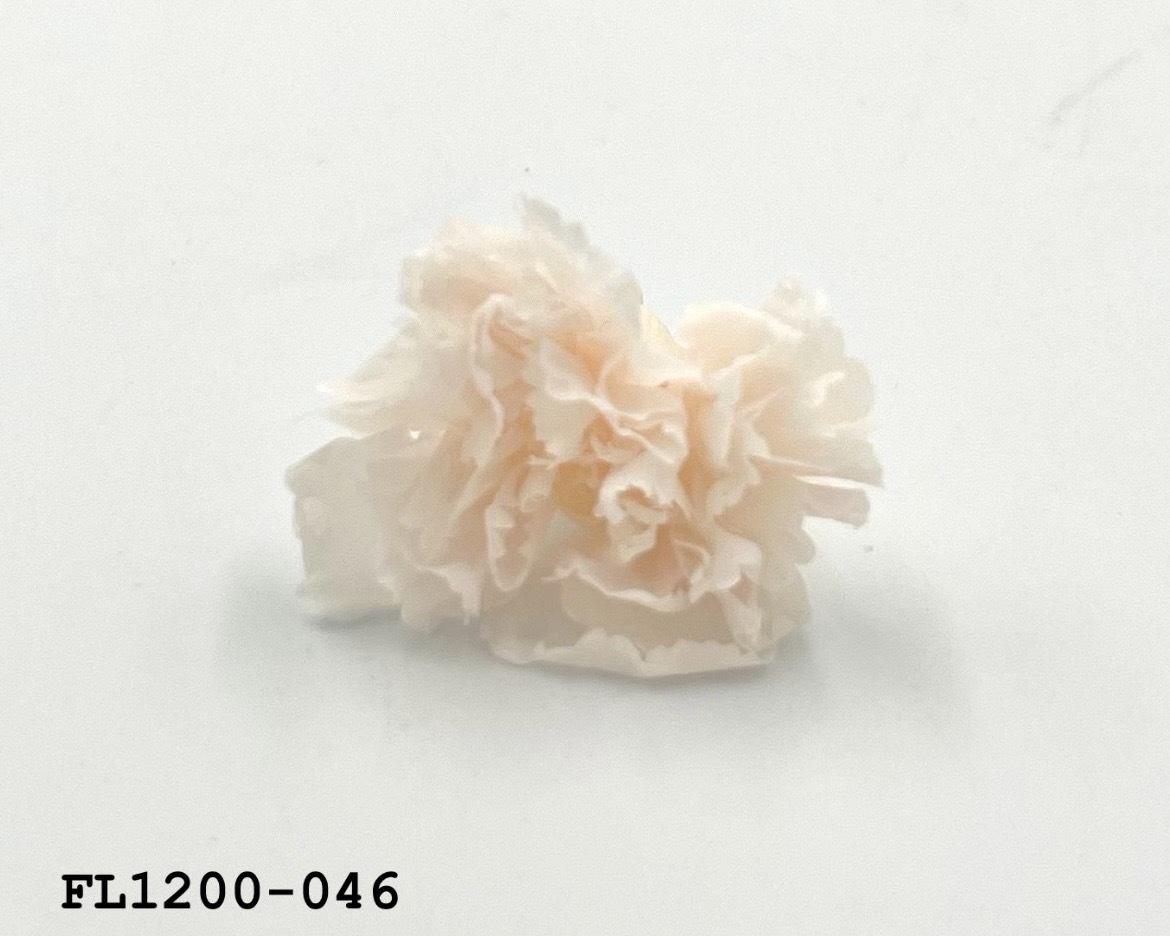 日本不凋小輪康乃馨 (12朵) FL1200-046